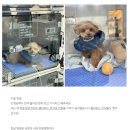 한남심장내과동물병원 | 한남심장내과동물병원🏥후기 강아지수술 보호자가 이해하고 선택할수 있었던 이유!