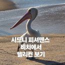 호주 시드니 근교 피셔맨스 비치 펠리컨 출몰 스팟 시드니 이포일 패러글라이딩할 수 있는 곳