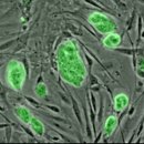 줄기세포(stem cell) 이미지