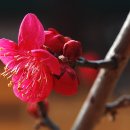 소원초등학교 이미지