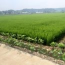 본당리마을회관 이미지