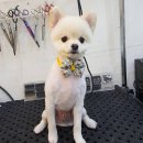 바비펫샵 이미지