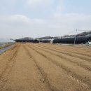 개나리농장 이미지