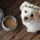 밀리밥