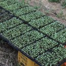 손병곤 농장 이미지