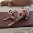 콜렌육십도 이미지