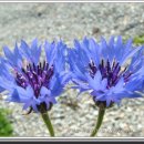 야생화천아트 이미지