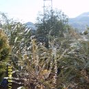 순천/광양의 유칼립투스(Eucalyptus spp.)와 광양의 소철(Cycas revoluta) 이미지