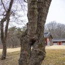 파주삼릉 이미지