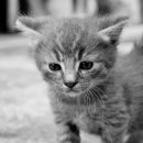 놀면묘하냥 고양이카페 이미지