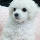 아이에프씨