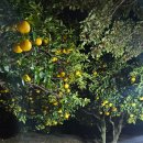 밤티민박 이미지