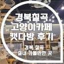 칠곡군 고양이카페 캣다방 후기/경북칠곡 실내 가볼만한 곳