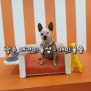 개미용중 이미지