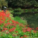 불갑사관광지 이미지