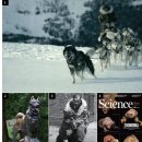 50토고 | 🐕‍🦺「진짜 영웅은 따로 있었다」넷플릭스 실화 영화 〈토고〉 관람평 후기｜강아지·개 나오는 감동 실화