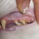 해담동물병원 이미지