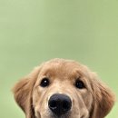 포즈티브 이미지