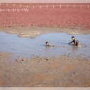 전곡항 공원 이미지