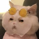 스카이피자 이미지