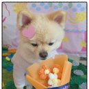 명품 애견유치원 호텔 이미지