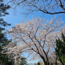 청림동 푸른숲 이미지