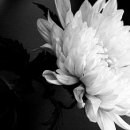 황제뒷고기 이미지