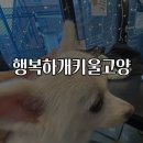 행복하개키울고양 이미지