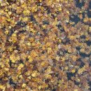 소금강자동차야영장 | 오대산 소금강자동차야영장 가을 캠핑 후기 🍁