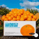 소비기록 11/10 (유정리 제빵소, 귤메달, 이천 아이성)
