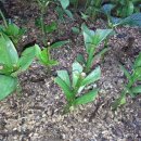 화이트 헤븐 이미지