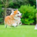 제주코기네 이미지