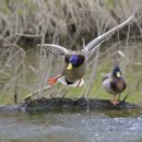 Duck Fly 네이버블로그