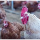 숲에서 온 유정란 이미지