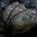1월에 맛있는 제철 생선회"(청어,숭어,삼세기,벵에돔,성대,달고기.줄가자미,넙치(광어)) 이미지