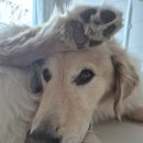 정선이야기 | 하이원리조트 근처 맛집/ 정선사북[곱창이야기] 내돈내산 후기/ 곱창이야기 주차/ 정선맛집/ 태백곱창맛집