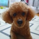 모카펫 | 사후펫타로후기] 모카야, 댕댕별에서는 아프지 않고 잘지내니?