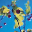 도담플라워 - 수원시 권선구 경수대로381번길 13 | 도담플라워