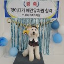 펫어디가 이미지