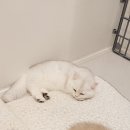 나비야 cat 이미지