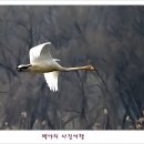 백조 이미지