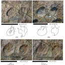 도천리 공룡 발자국 이미지