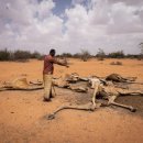 안녕 기린 이미지