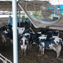 표준축산 이미지