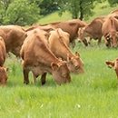 초지한우 이미지