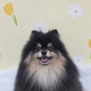 진애견 | 탄이의 깔끔해진 하루 양산 석산애견미용 위생목욕