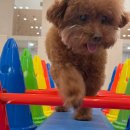 광주유치원 | 광주강아지유치원 마마스미독펜트하우스 광주애견유치원&amp;애견호텔 본점 후기