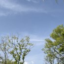 (주)삼흥 | 천안삼거리공원 튤립과 피크닉 주차 후기