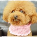 토미펫샵 이미지