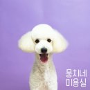 뭉치네 미용실 이미지